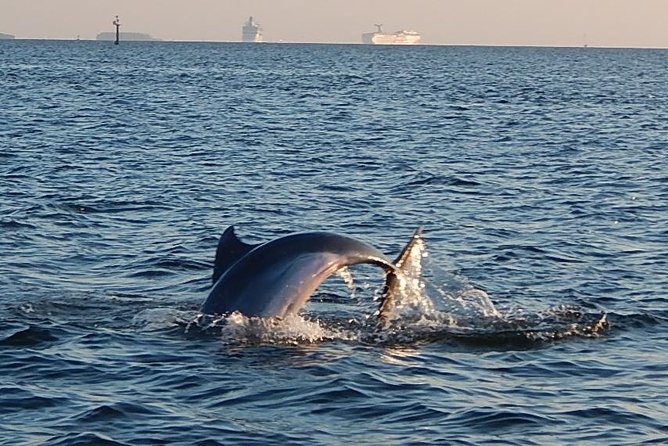 1.5-hour Dolphin Sightseeing Cruise from Tampa - Key points to know before you book