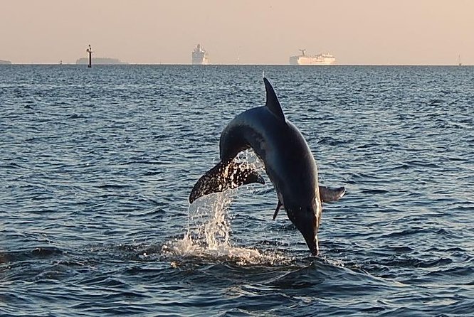 1.5-hour Dolphin Sightseeing Cruise from Tampa - Leaving from the Tampa Bay History Center