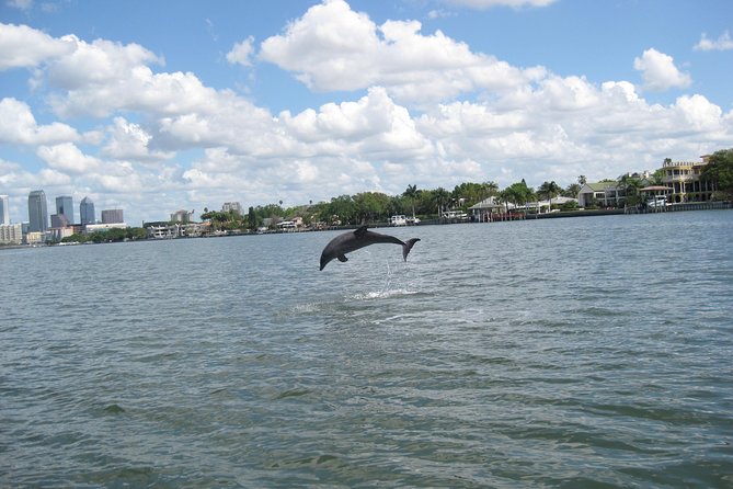 1.5-hour Dolphin Sightseeing Cruise from Tampa - Who will enjoy this Tampa cruise most?