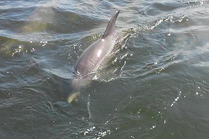 1.5-hour Dolphin Sightseeing Cruise from Tampa - Timing, weather, and cancellations