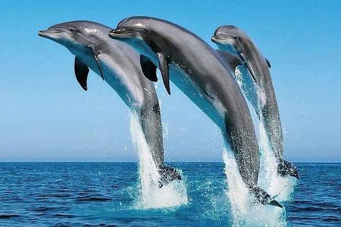 1 Day Wasini Dolphin Tour - Key points at a glance