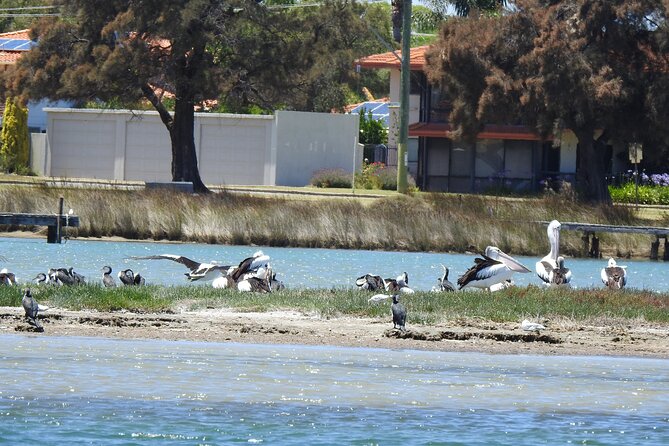 1 Hour Deluxe Scenic Dolphin Cruise - Why this small Mandurah cruise works