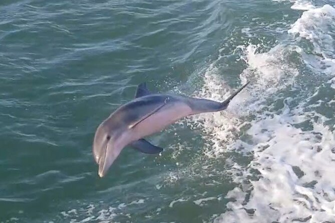1 Hour Dolphin Dash - A one-hour cruise with more than dolphins