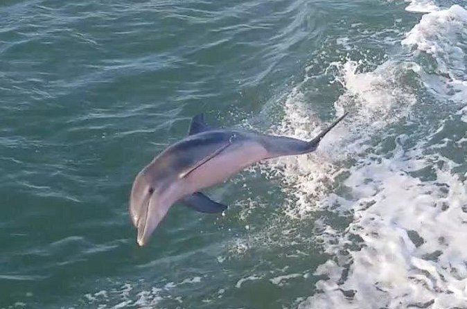 1 Hour Dolphin Dash - Who will enjoy this South Padre cruise