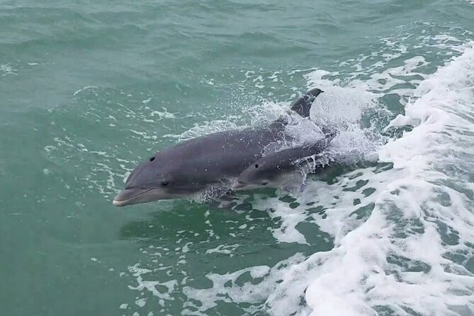 1 Hour Dolphin Dash - Booking details and cancellation timing
