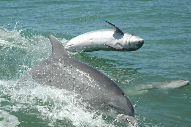 1-hour Dolphin Sightseeing Adventure Cruise from Madeira Beach - Is $28 a good value?