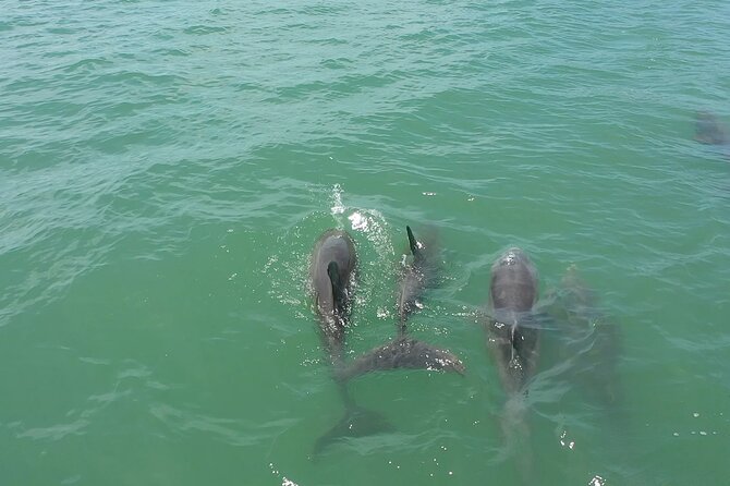 1-hour Dolphin Sightseeing Adventure Cruise from Madeira Beach - Family comfort and accessibility details