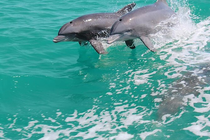 1-hour Dolphin Sightseeing Adventure Cruise from Madeira Beach - The Shark Boat experience