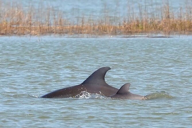 1 Hour Private Dolphin Tour Hilton Head Island - Why the private price can make sense
