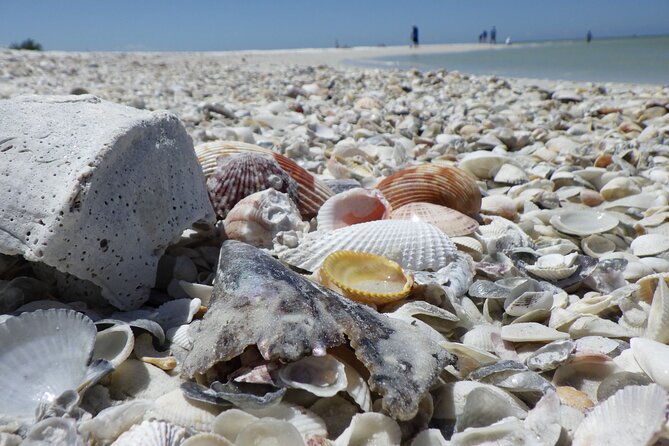 10,000 Islands Boat Excursion - 3.5-Hour Dolphins & Shelling Tour - Searching for dolphins, manatees, and coastal birds