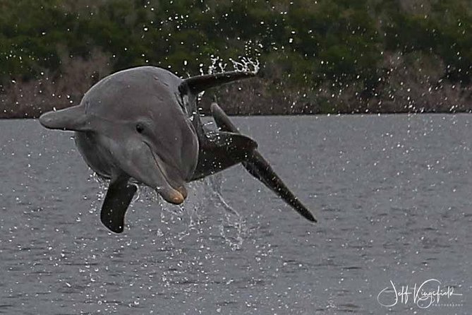 10,000 Islands Excursion Small-Group 3.5 hour Dolphin & Shelling Boat Tour - Who will enjoy this most