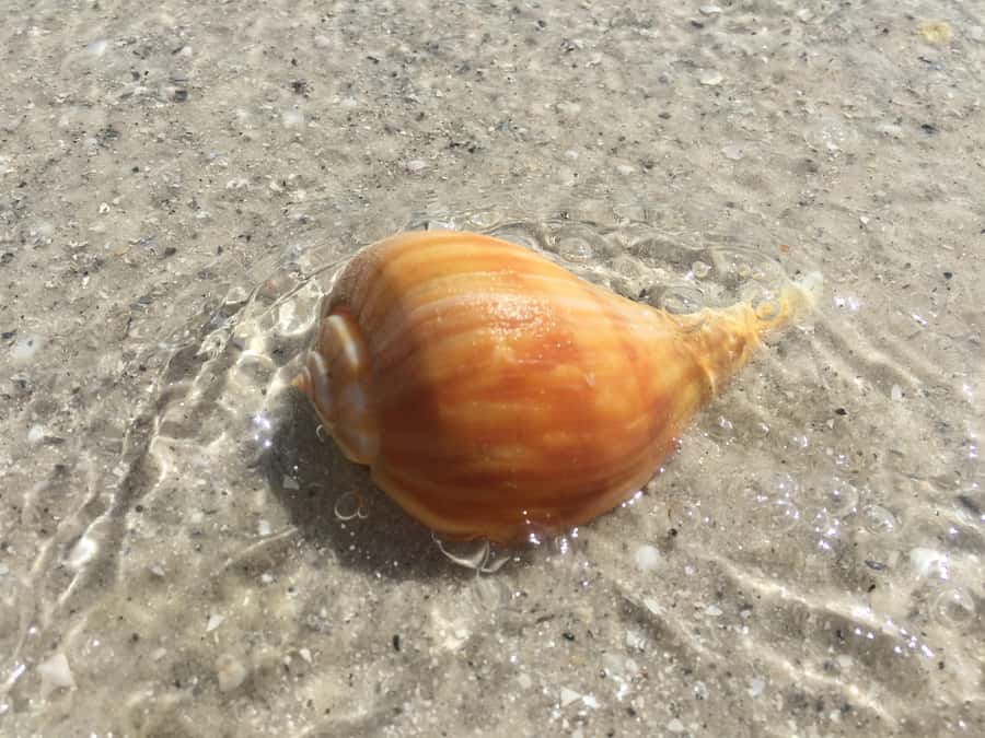 2.5 Hour Shell Key Island Adventure - Dolphins And Shells - Why Shell Key works so well in 2.5 hours