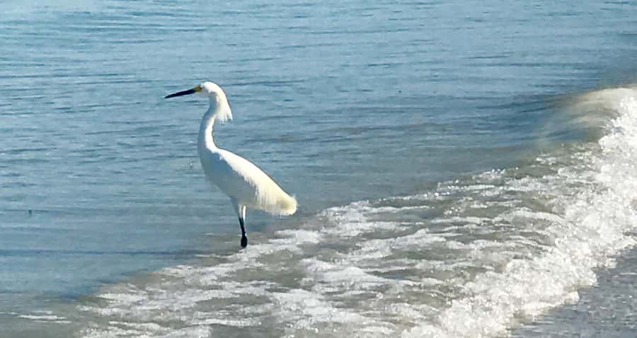 2.5 Hour Shell Key Island Adventure - Dolphins And Shells - What the $69 price really covers