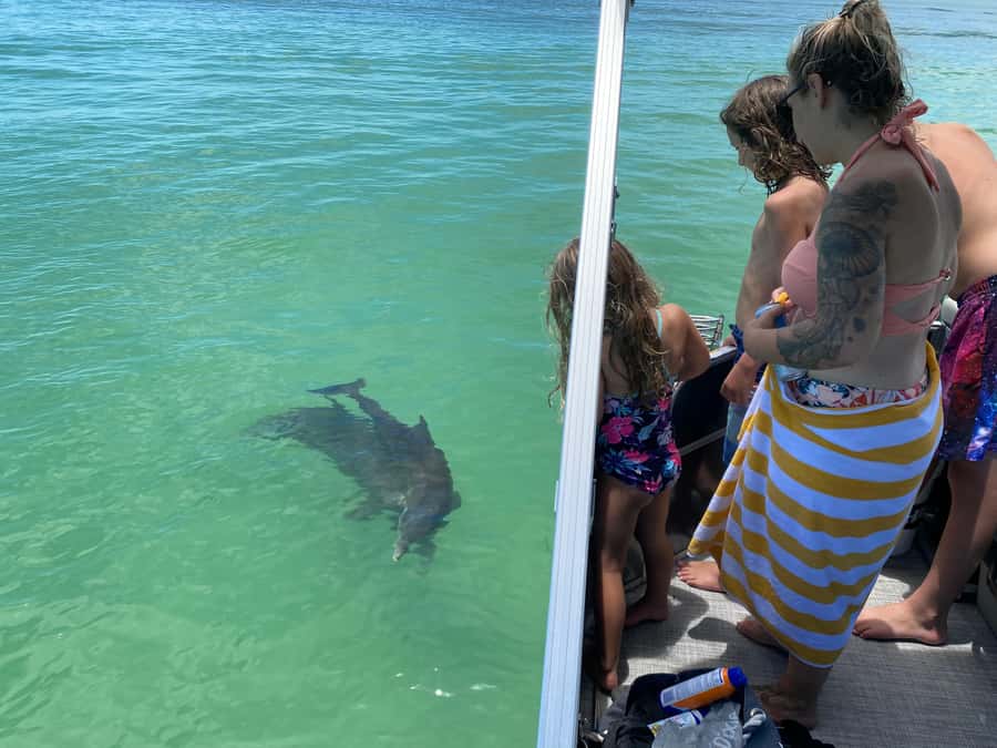 2.5 Hour Shell Key Island Adventure - Dolphins And Shells - How to make the most of the short schedule