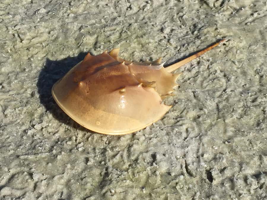 2.5 Hour Shell Key Island Adventure - Dolphins And Shells - Practical booking advice