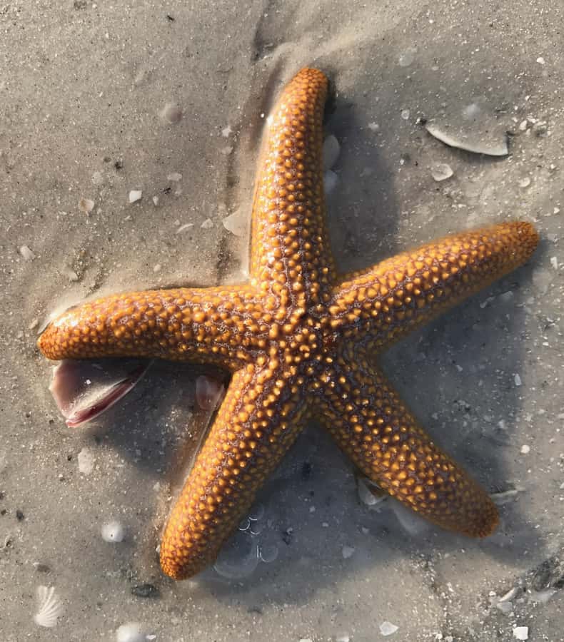 2.5 Hour Shell Key Island Adventure - Dolphins And Shells - FAQ