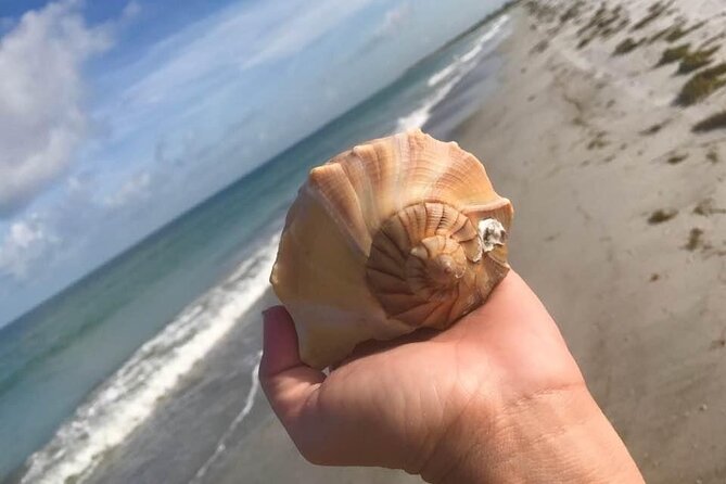 2.5 Hour Shell Key Island Adventure Including Dolphins And Shells - Key Things to Know Before You Go