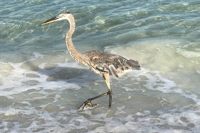 2.5 Hour Shell Key Island Adventure Including Dolphins And Shells - What the Mangroves and Estuaries Add