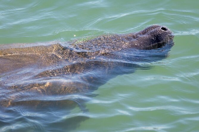 2.5 Hour Shell Key Island Adventure Including Dolphins And Shells - A Captain Who Joins the Beach Search
