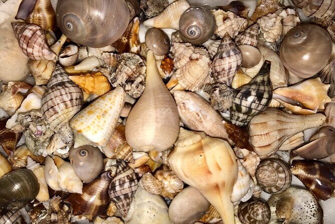 2.5 Hour Shell Key Island Adventure Including Dolphins And Shells - Weather, Comfort, and Physical Effort