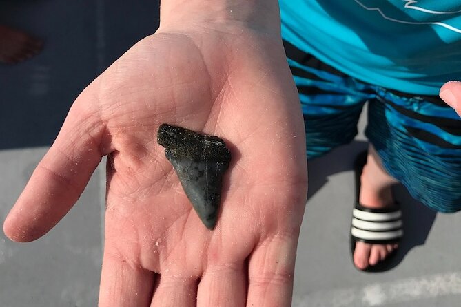 2.5 Hour Shell Key Island Adventure Including Dolphins And Shells - Who Will Enjoy This Shell Key Trip Most
