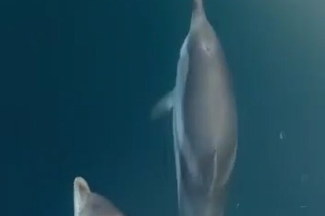 2.5 Hours Sunset Boat Tour in Search of Dolphins - Leaving Giardini Naxos for Taormina’s coast