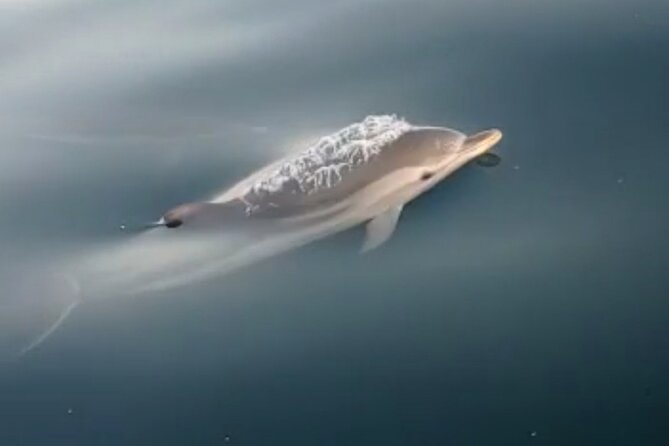 2.5 Hours Sunset Boat Tour in Search of Dolphins - What the $60.47 price includes