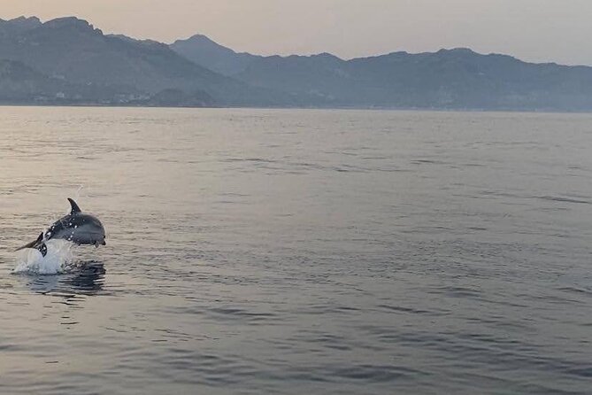 2.5 Hours Sunset Boat Tour in Search of Dolphins - Practical details that affect your evening