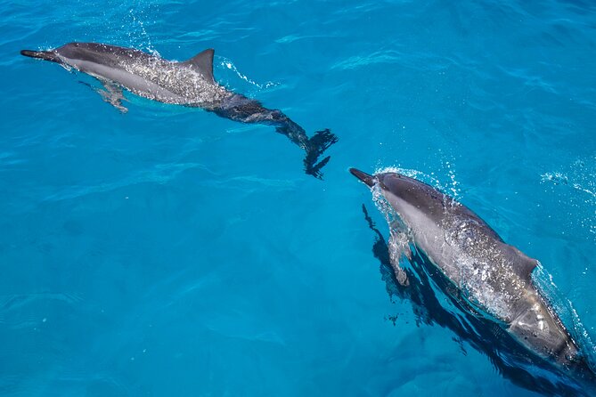 2 Hour Big Island Dolphin Watching and Sea Turtle Snorkel Tour - Two hours on the Kona water
