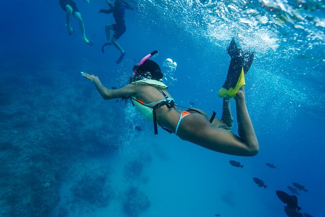 2 Hour Big Island Dolphin Watching and Sea Turtle Snorkel Tour - What the crew adds to the experience