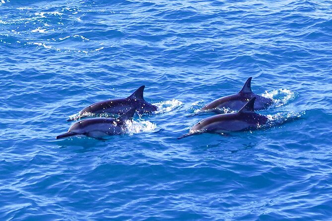 2 Hour Big Island Dolphin Watching and Sea Turtle Snorkel Tour - Weather, cancellations, and planning your day