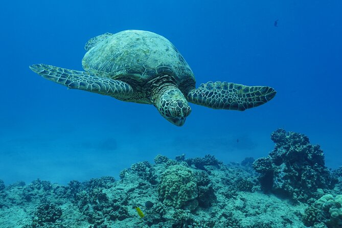 2 Hour Big Island Dolphin Watching and Sea Turtle Snorkel Tour - Is $88 a fair price?