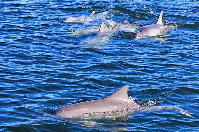 2-Hour Dolphin and Maritime Cruise in Port Adelaide - Old ships and Port Adelaide’s working waterfront