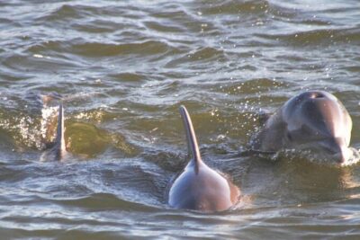 2-Hour Dolphin and Nature Eco Tour from Orange Beach