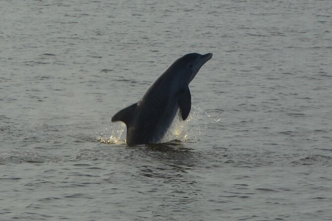 2-Hour Dolphin and Nature Eco Tour from Orange Beach - Is $37.50 A Good Price?