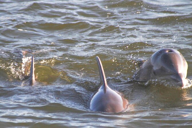 2-Hour Dolphin and Nature Eco Tour from Orange Beach - Searching The Back Bays For Bottlenose Dolphins