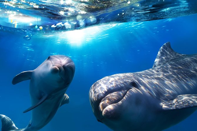 2-Hour Dolphin and Whale Watching in Gran Canaria - Key points to know before booking