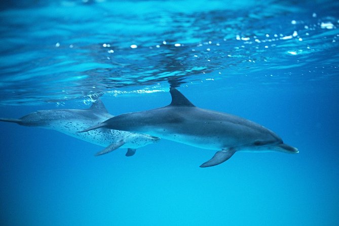2-Hour Dolphin and Whale Watching in Gran Canaria - Finding a good place to watch from