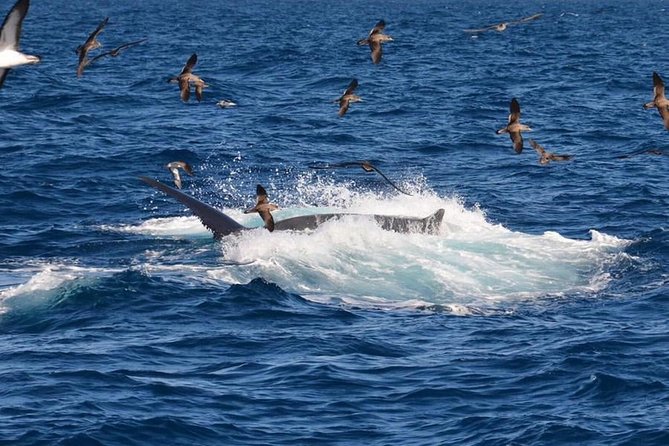 2-Hour Dolphin and Whale Watching in Gran Canaria - Sea sickness is the serious practical issue