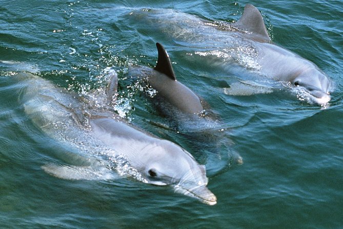 2-Hour Dolphin and Whale Watching in Gran Canaria - Who should book this boat trip