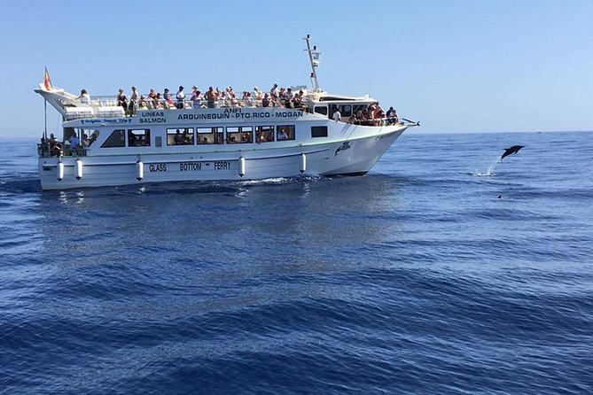 2-Hour Dolphin and Whale Watching in Gran Canaria - Searching the Atlantic for dolphins and whales