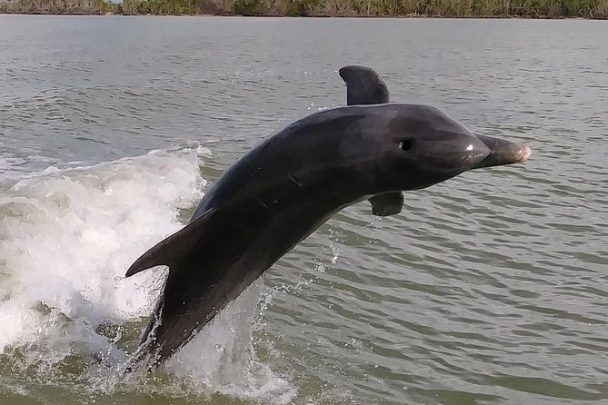 2 Hour Dolphin, Birding and Shelling Tour - Key points to know before you go