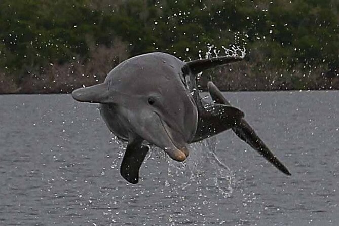 2 Hour Dolphin, Birding and Shelling Tour - Birds, turtles, and other wildlife along the route