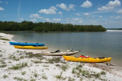 2 Hour Dolphin, Birding and Shelling Tour