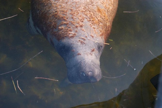 2 Hour Dolphin, Birding and Shelling Tour - Who will enjoy this trip most