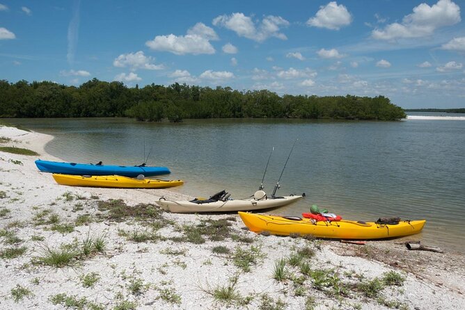 2 Hour Dolphin, Birding and Shelling Tour - Dolphin watching beside the boat