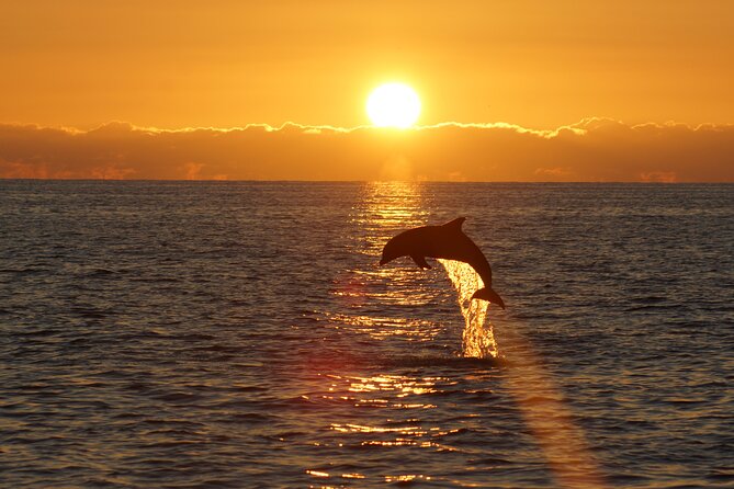 2-Hour Dolphin Guided Safari NP Brijuni from Fazana - Boat Galeb and your private table