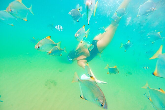 2-Hour Dolphin Kayak & Snorkel Tour on the Broadwater - Is $62.40 good value?