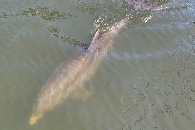 2 hour Dolphin Sightseeing Tour in Melbourne Florida - Two hours on the Indian River Lagoon