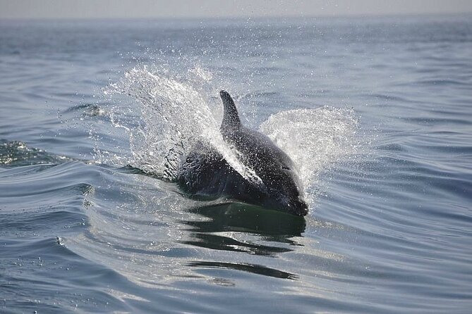 2 hour Dolphin Sightseeing Tour in Melbourne Florida - Meeting point, parking, and timing